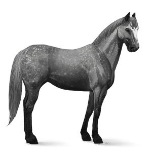 riding horse purebred spanish horse dapple grey