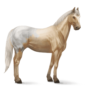 riding horse appaloosa palomino blanket 