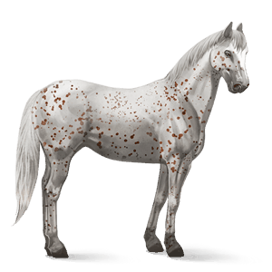 riding horse appaloosa chestnut leopard 