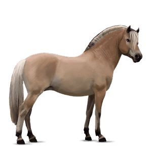 pony shetland palomino