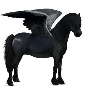 pegasus pony black