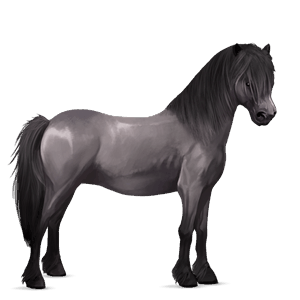 pony highland pony mouse grey