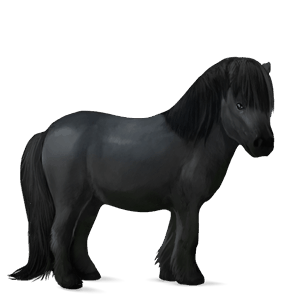 pony shetland dapple grey