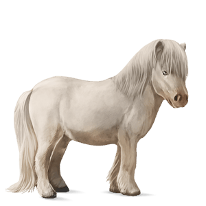 pony shetland cremello