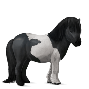 pony shetland flaxen liver chestnut 