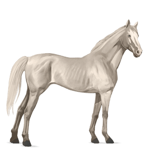 riding horse thoroughbred cremello