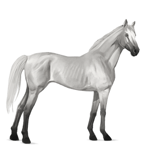 riding horse thoroughbred light grey