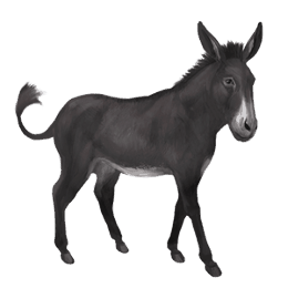 donkey standard donkey black