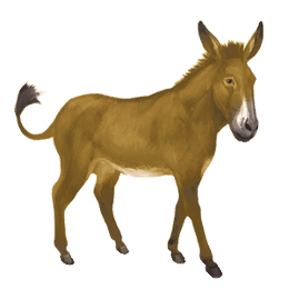 donkey standard donkey brown