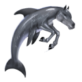 wild horse dolphin