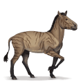 prehistoric horse hipparion